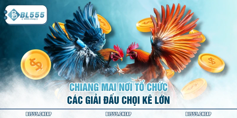 Chiang Mai nơi tổ chức các giải đấu chọi kê lớn