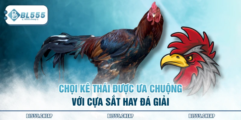 Chọi kê Thái được ưa chuộng với cựa sắt hay đá giải