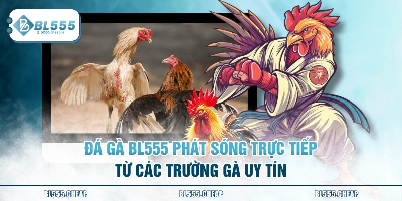 Đá gà BL555 phát sóng trực tiếp từ các trường gà uy tín
