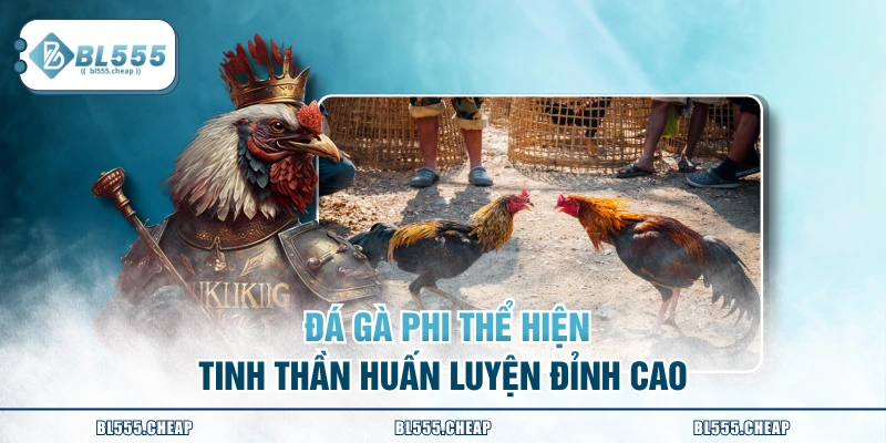 Đá gà Phi thể hiện tinh thần huấn luyện đỉnh cao