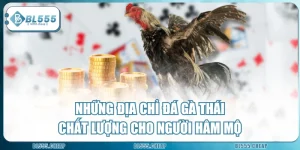 Những Địa Chỉ Đá Gà Thái Chất Lượng Cho Người Hâm Mộ