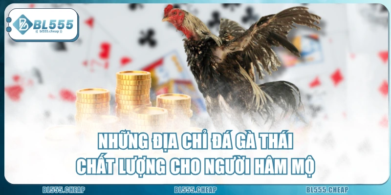 Những Địa Chỉ Đá Gà Thái Chất Lượng Cho Người Hâm Mộ