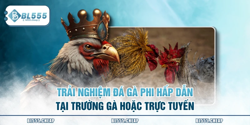 Trải nghiệm đá gà Phi hấp dẫn tại trường gà hoặc trực tuyến