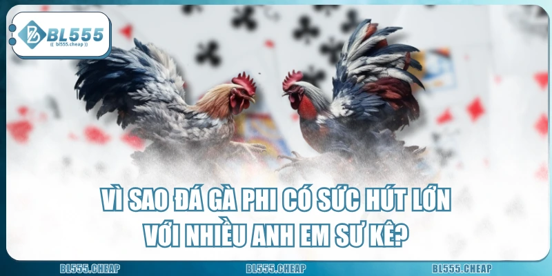 Vì Sao Đá Gà Phi Có Sức Hút Lớn Với Nhiều Anh Em Sư Kê?